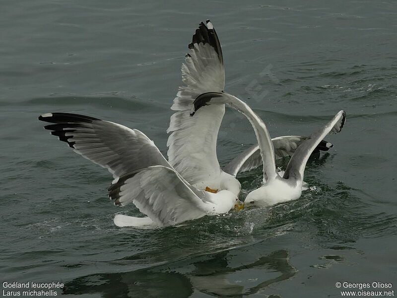 Yellow-legged Gulladult breeding, feeding habits, Behaviour