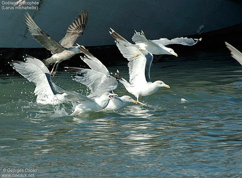 Yellow-legged Gull