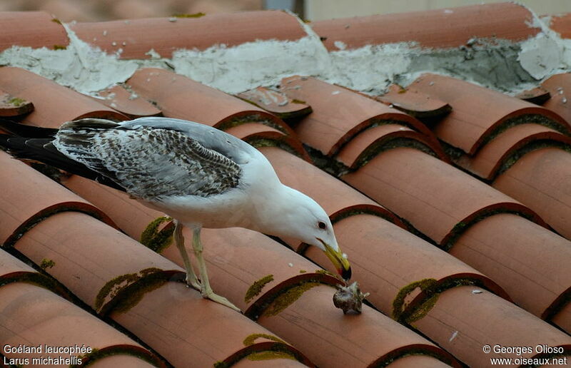 Yellow-legged GullThird  year, identification, feeding habits