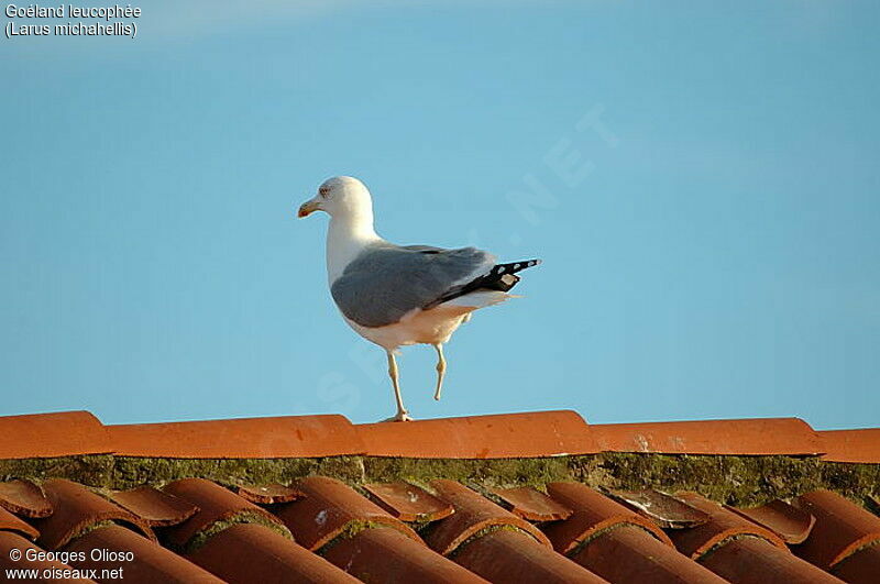 Yellow-legged Gull