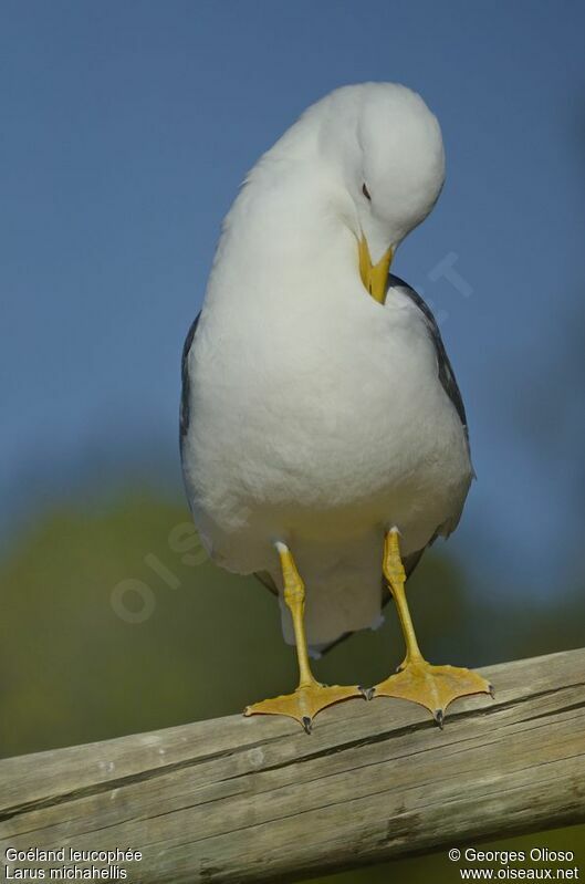 Goéland leucophéeadulte nuptial, identification, Comportement