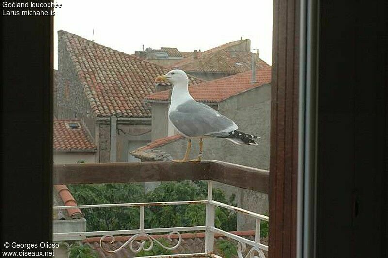 Yellow-legged Gull male adult breeding