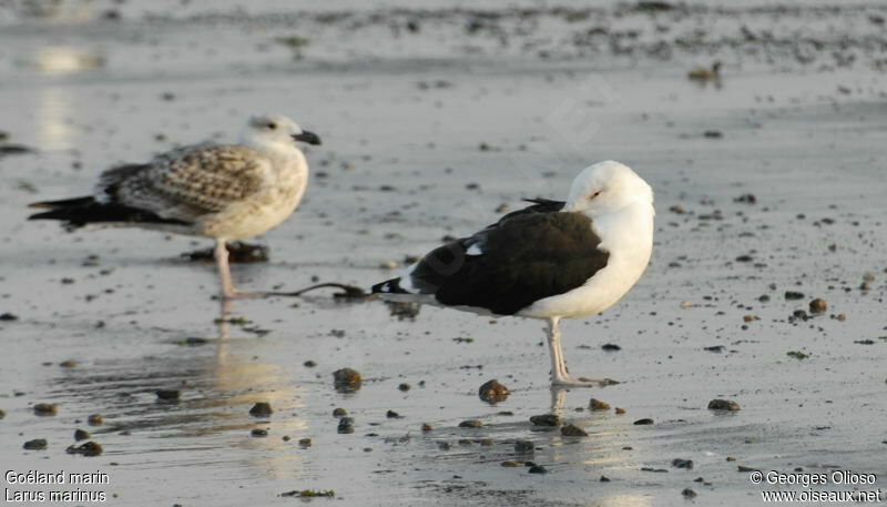 Great Black-backed Gulladult post breeding, identification, Behaviour