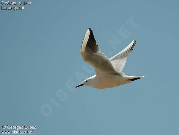 Slender-billed Gulladult breeding