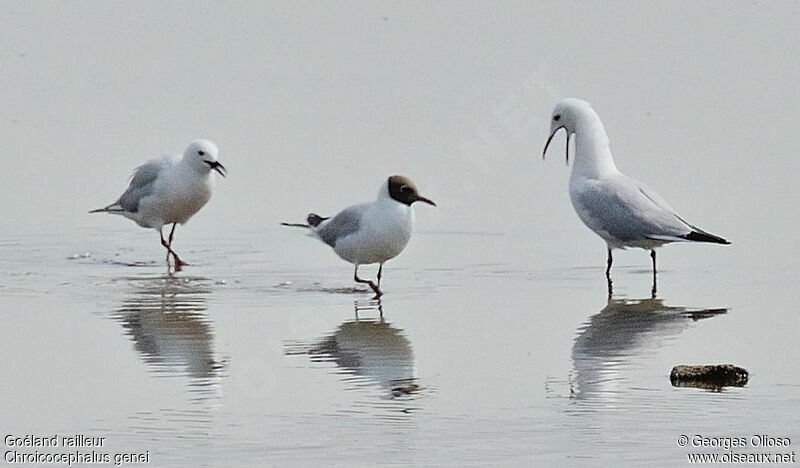 Goéland railleur adulte, identification, Comportement