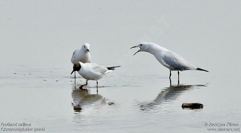 Slender-billed Gull adult breeding