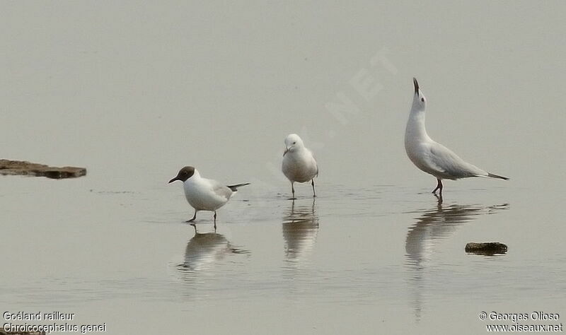 Slender-billed Gull adult breeding, identification, Behaviour