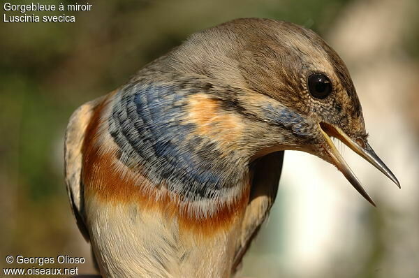 Bluethroat male adult post breeding