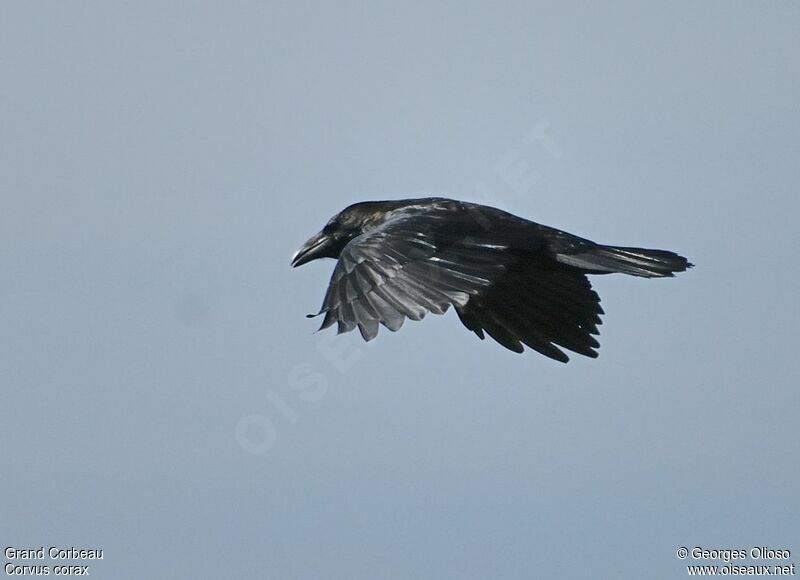 Northern Ravenadult post breeding, Flight