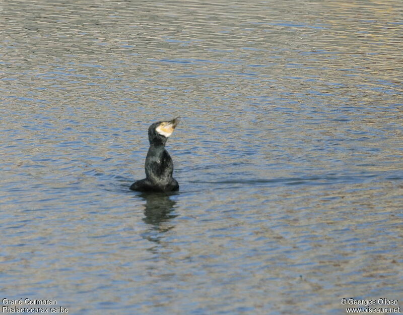 Great Cormorantadult post breeding, identification, feeding habits, Behaviour