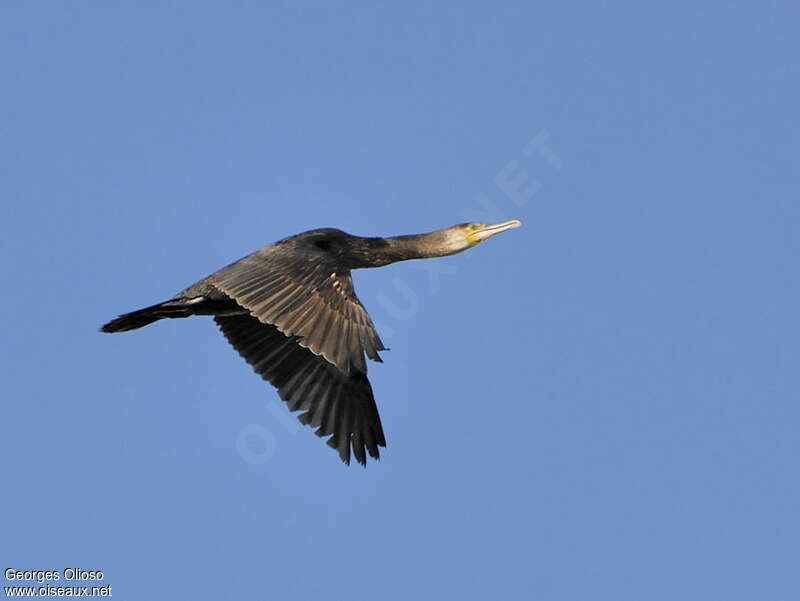 Great CormorantSecond year, Flight