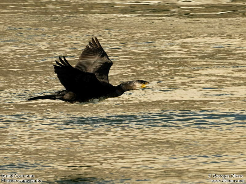 Grand Cormoran2ème année, Vol