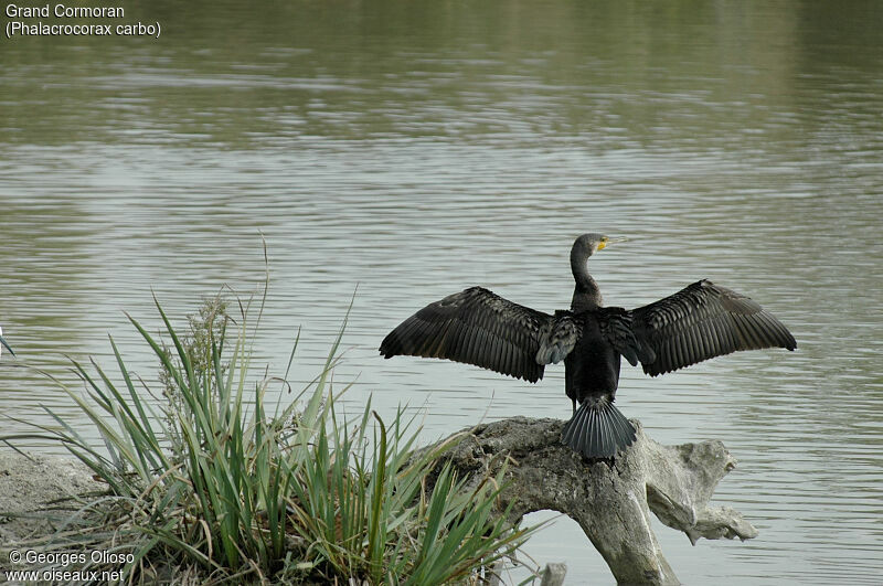 Grand Cormoran