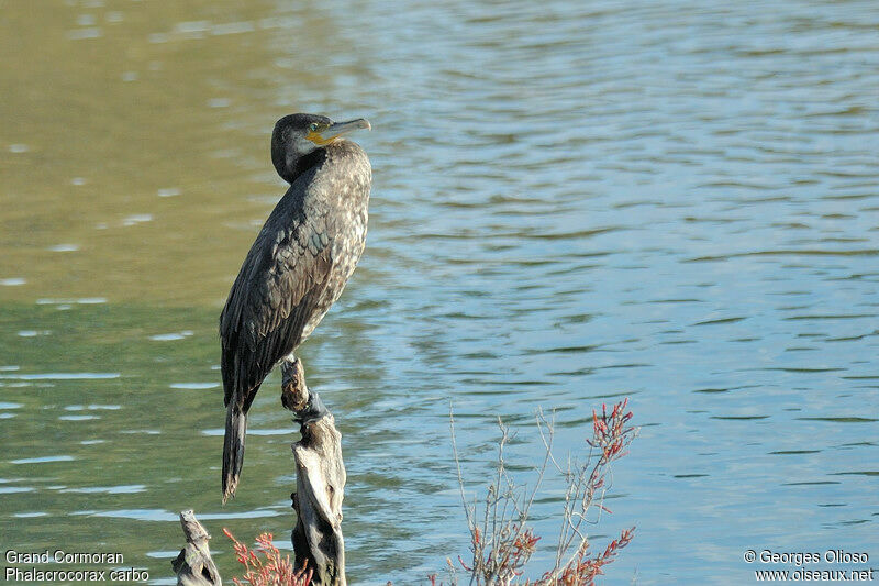 Great Cormorantimmature