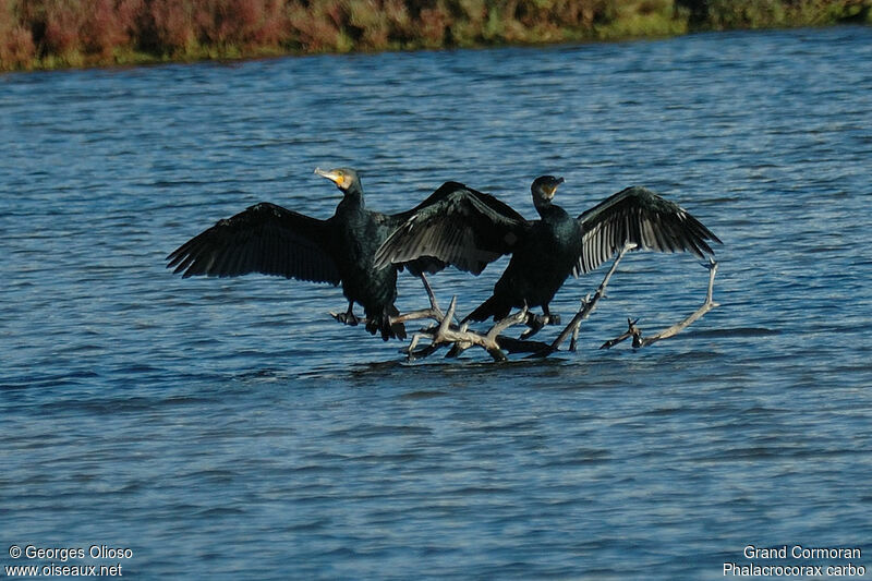 Great Cormorantadult post breeding