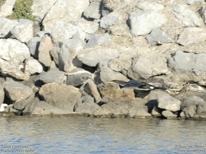 Grand Cormoran1ère année