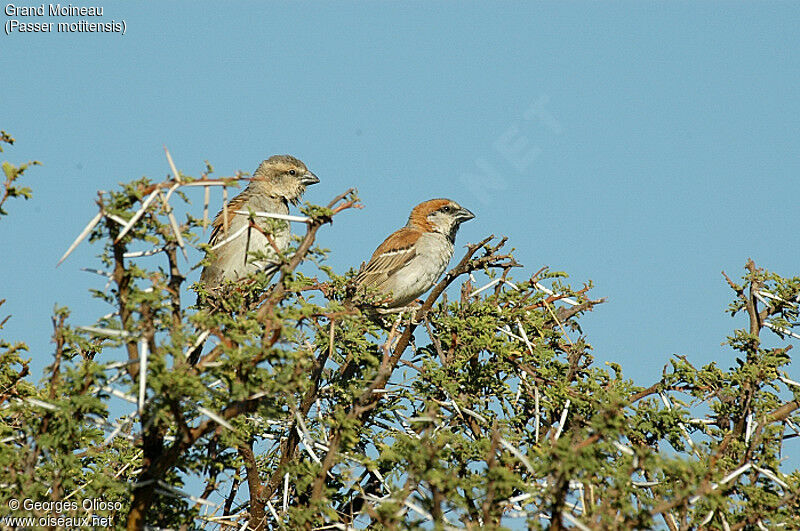 Great Sparrow