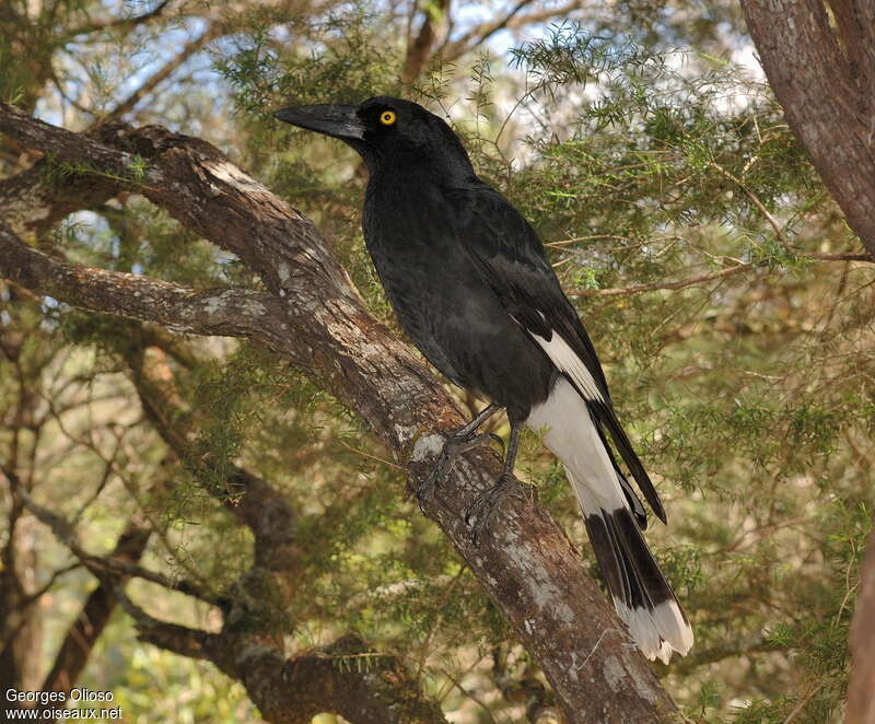 Pied Currawongadult breeding, identification