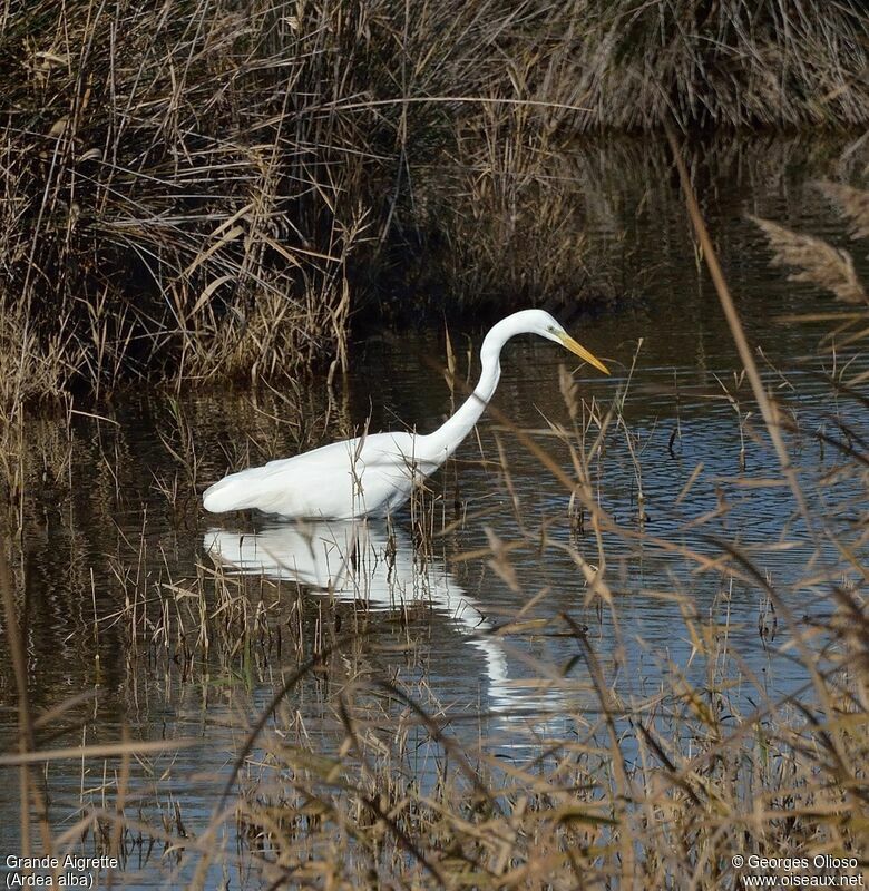 Grande Aigretteimmature, identification, pêche/chasse