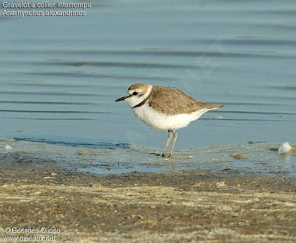 Kentish Plover female adult breeding