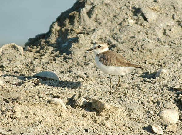 Kentish Plover female adult breeding