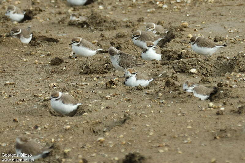 Kentish Plover, habitat, Behaviour