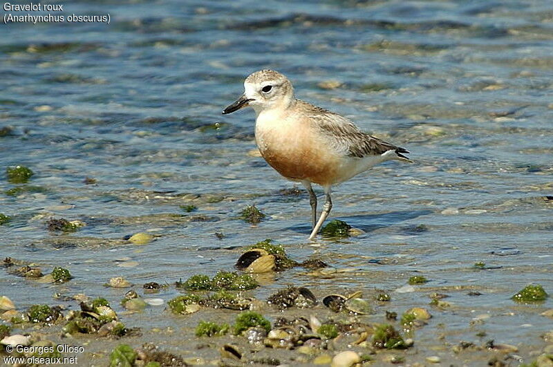 New Zealand Plover