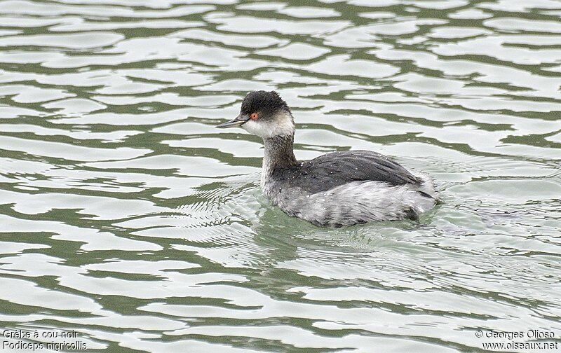 Black-necked Grebe, identification