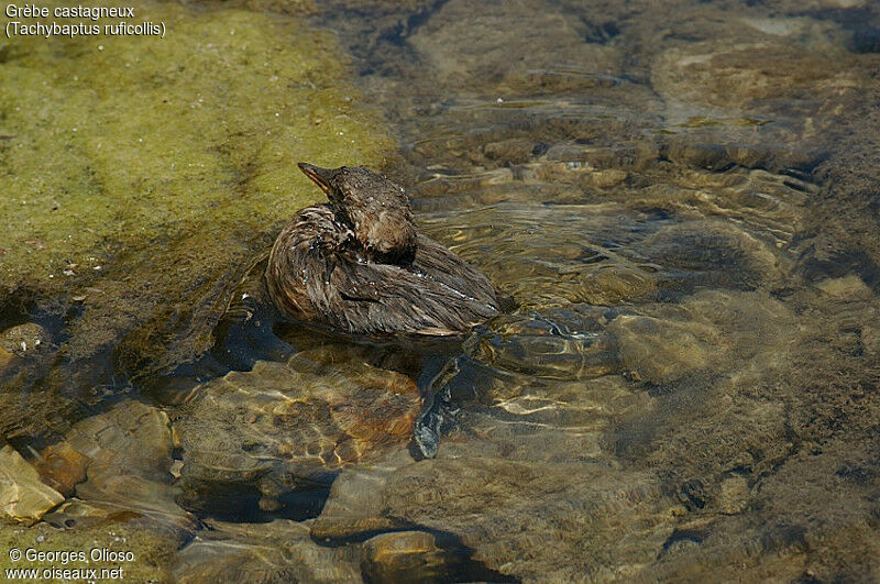 Little Grebe