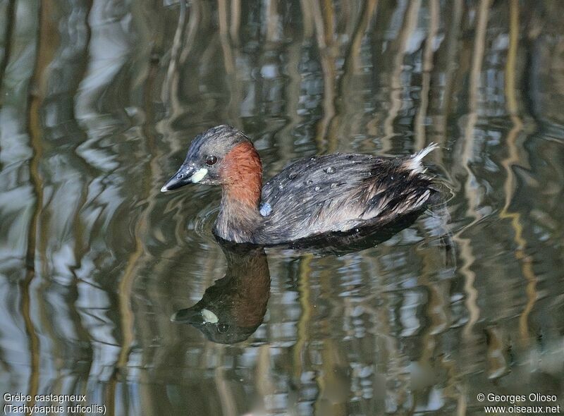 Little Grebeadult post breeding, identification