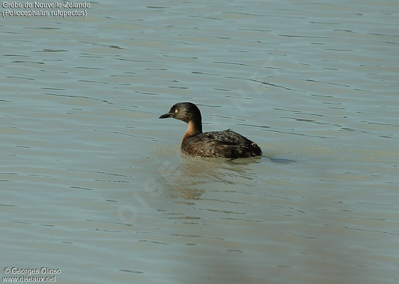 New Zealand Grebe