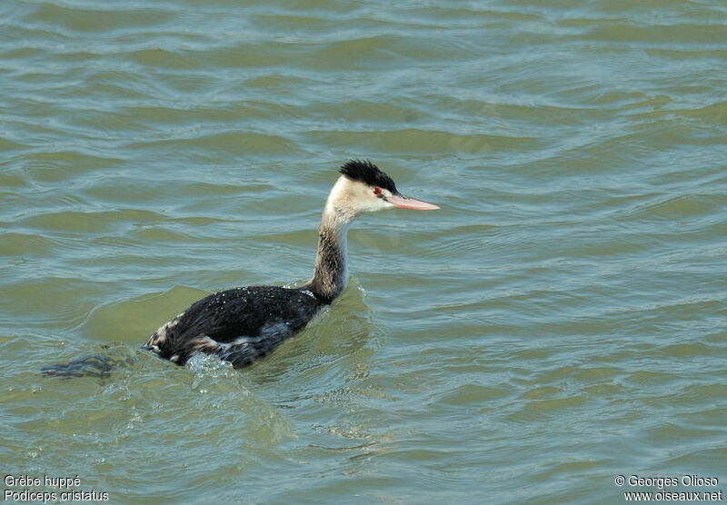 Great Crested Grebeadult post breeding