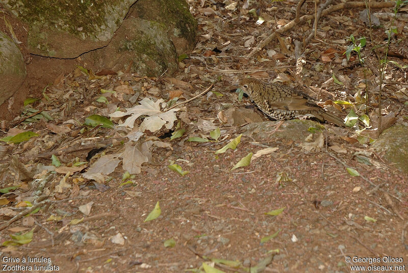 Bassian Thrush