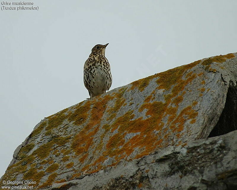 Song Thrush