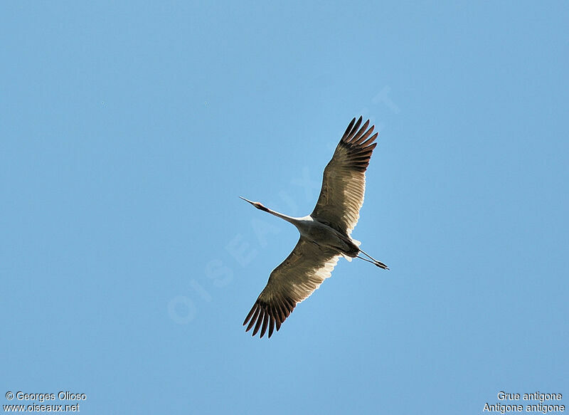 Sarus Crane