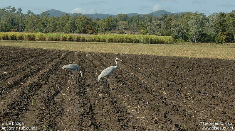 Brolga adult breeding