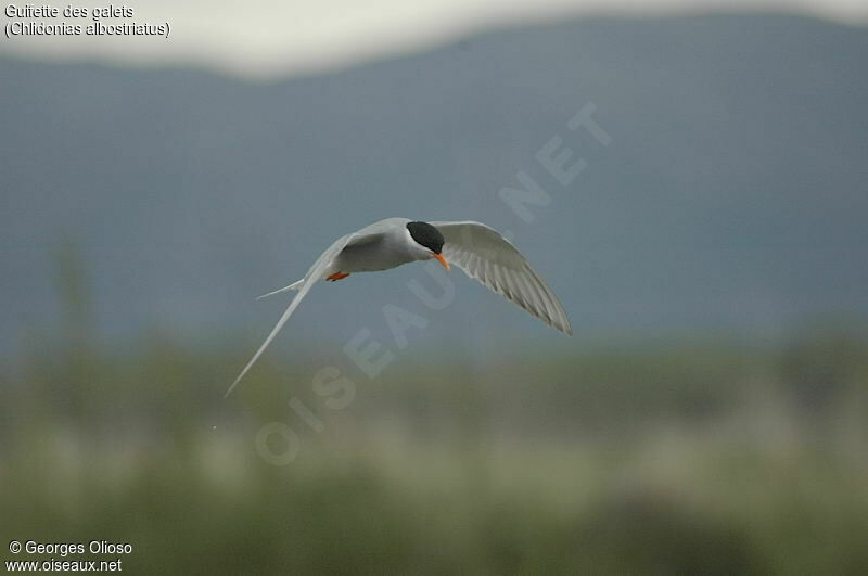 Guifette des galets