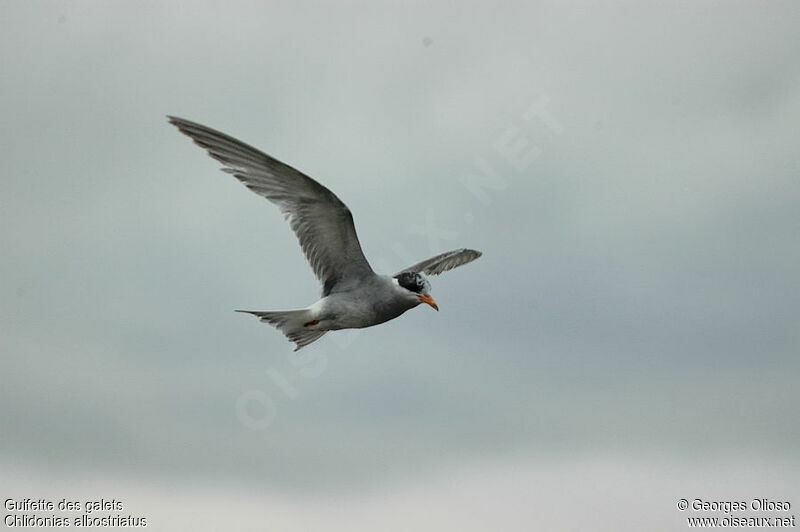 Black-fronted Ternadult post breeding