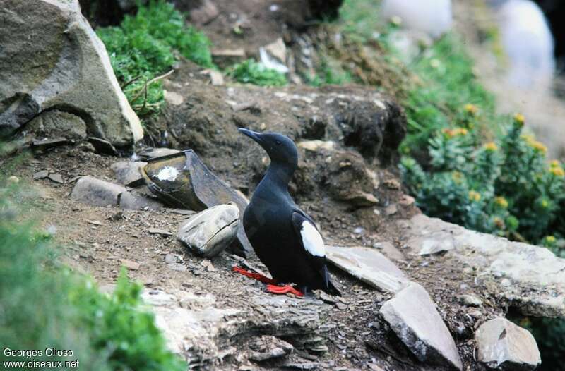 Black Guillemotadult, identification