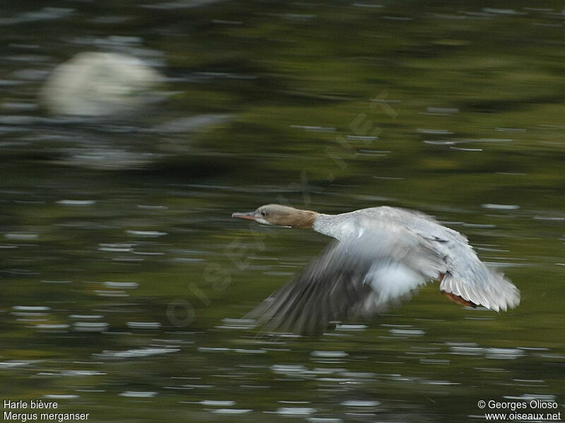 Common MerganserFirst year, Flight