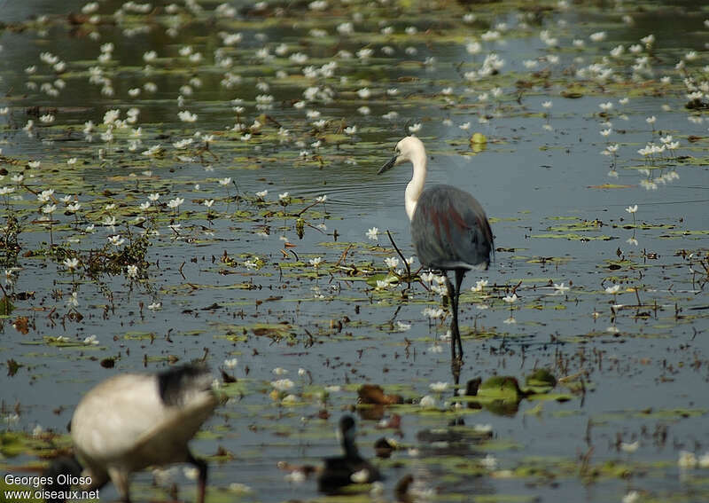 White-necked Heronadult breeding, pigmentation