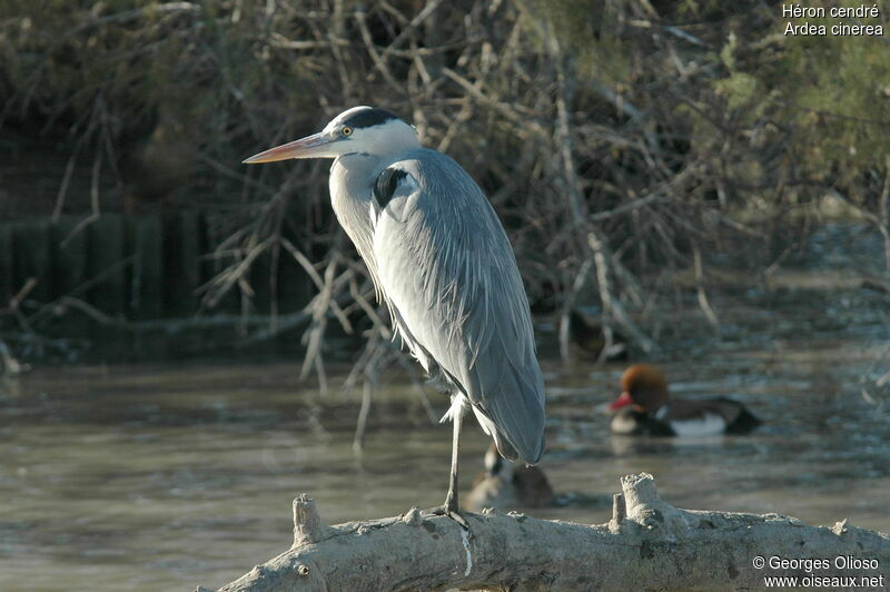 Grey Heronadult post breeding