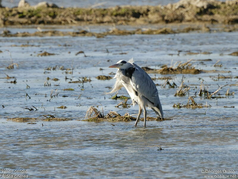 Grey Heronadult post breeding, identification