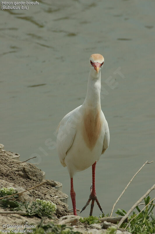 Western Cattle Egret