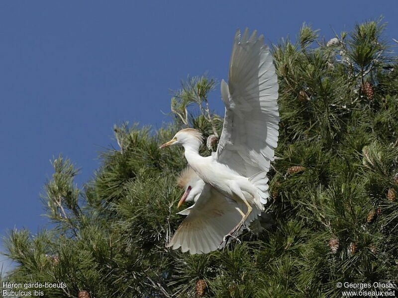 Western Cattle Egretadult breeding