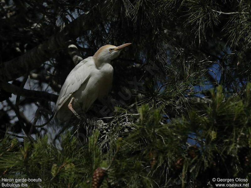 Western Cattle Egretadult breeding