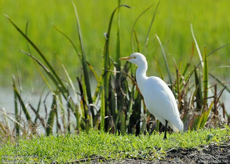 Western Cattle Egret, identification