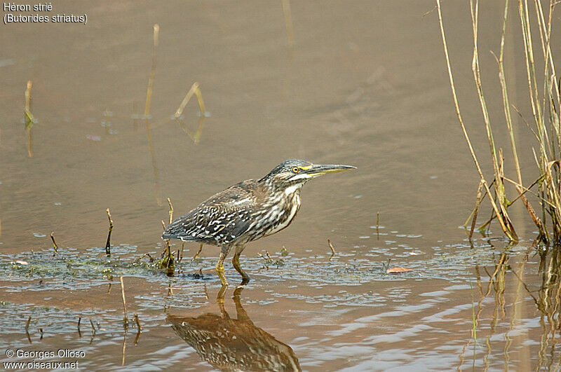 Striated Heron