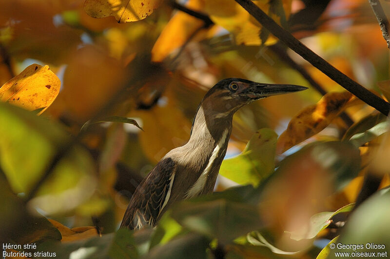 Striated Heronadult