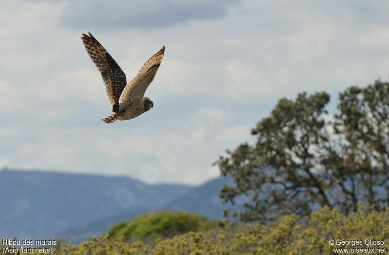 Short-eared Owladult, Flight